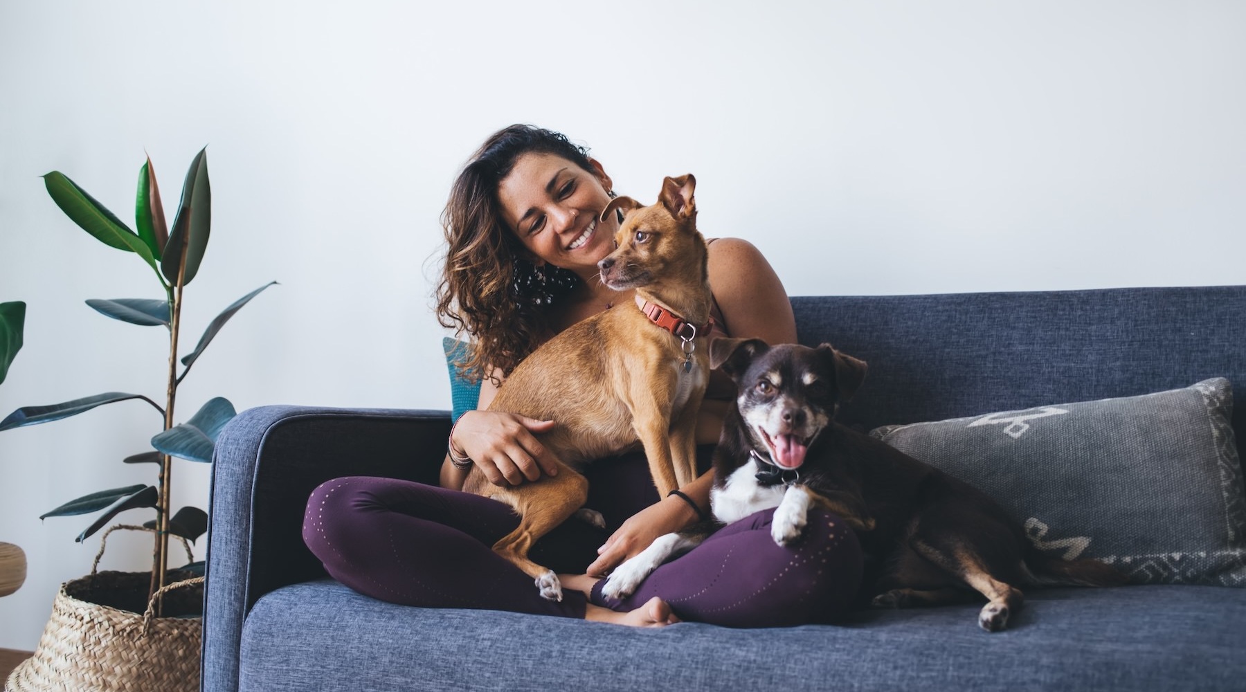 a woman and dogs sitting on a couch